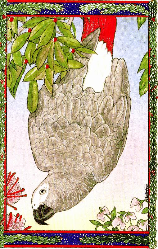 greycard.gif - African Grey Christmas Cards