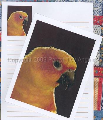 sunnotecards.jpg - Sun Conure Note Cards